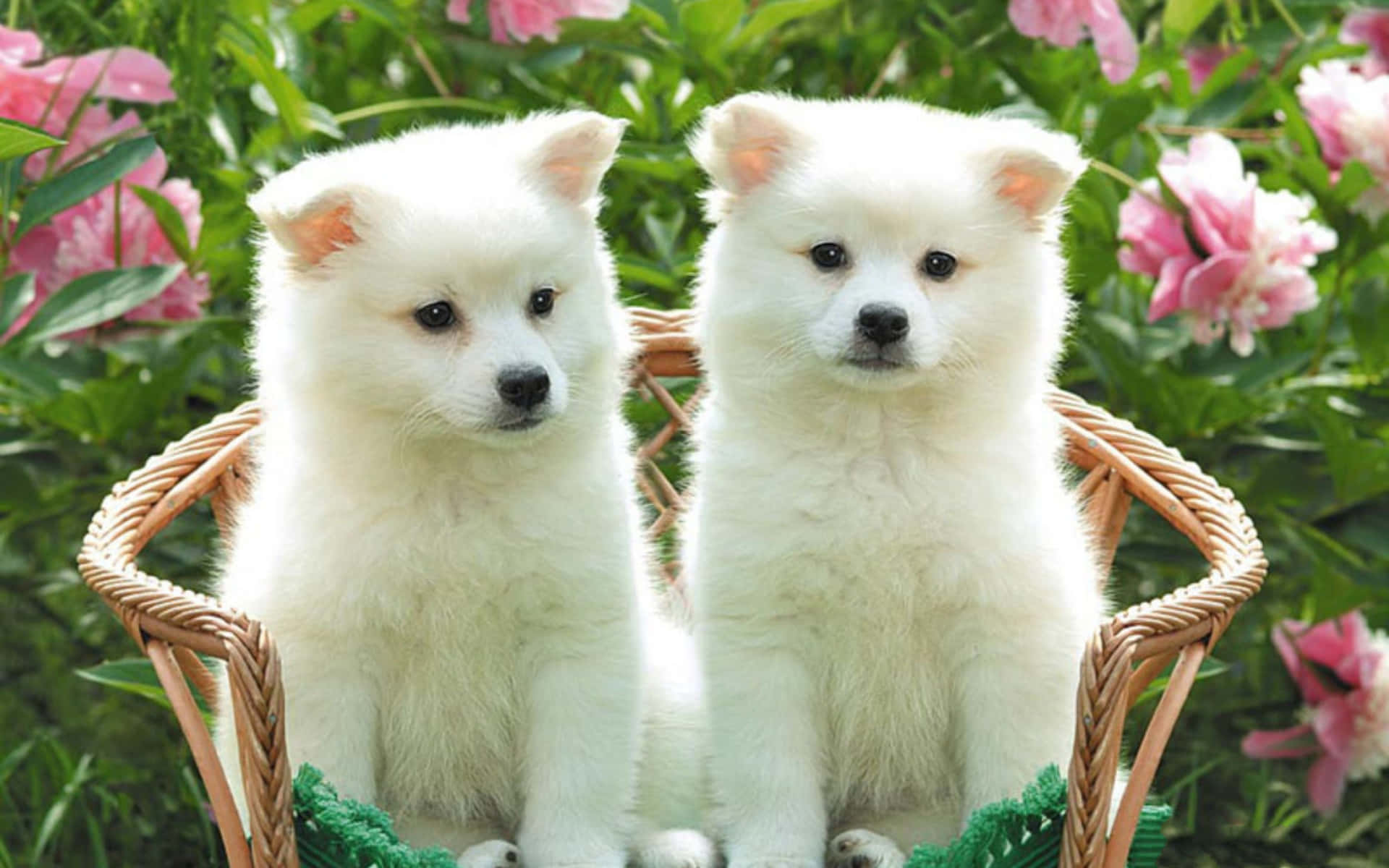 Cute Little Puppies Wallpaper