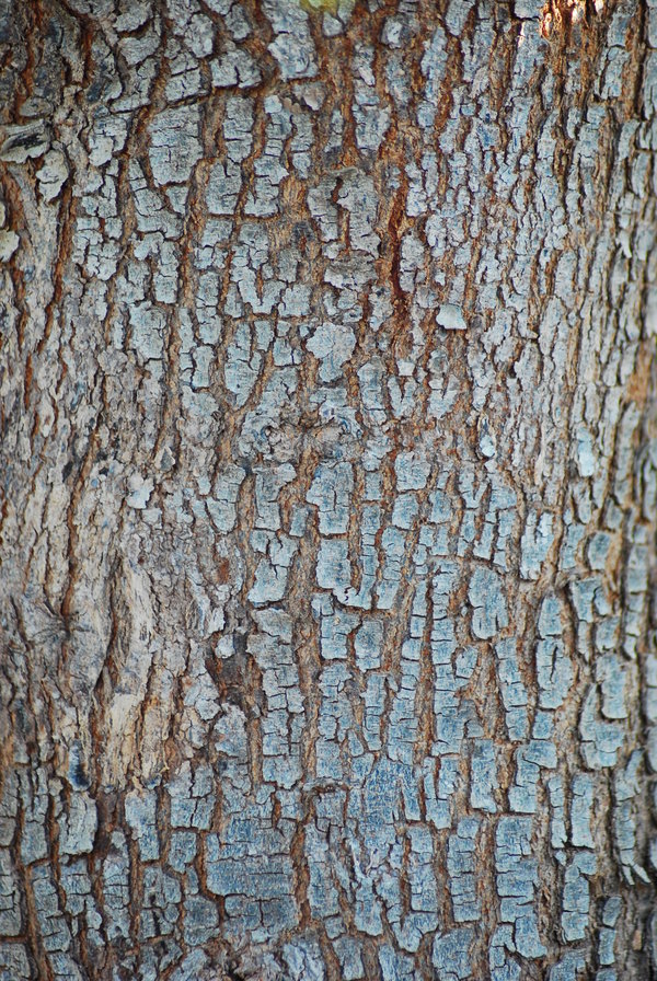 Tree Bark Texture By Wingsofahero