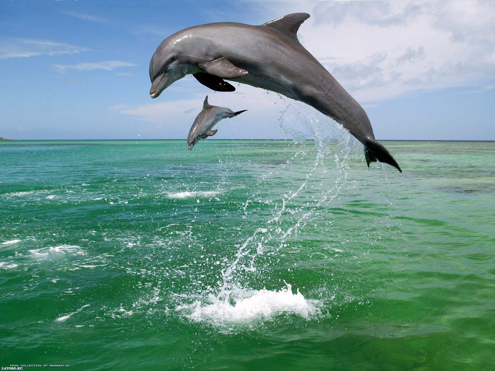 Living 3d Dolphins Animated Wallpaper Desktop Dolphin