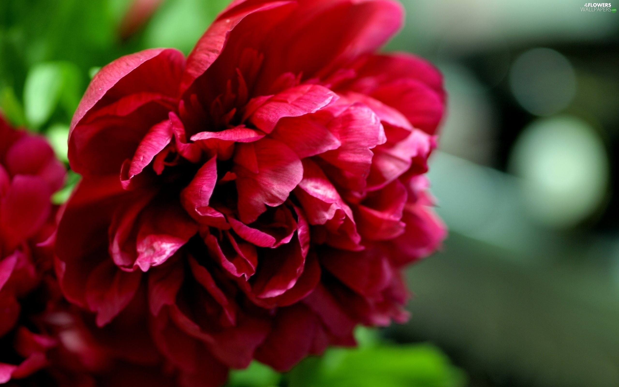 peony Colourfull Flowers   Flowers wallpapers 2560x1600 2560x1600