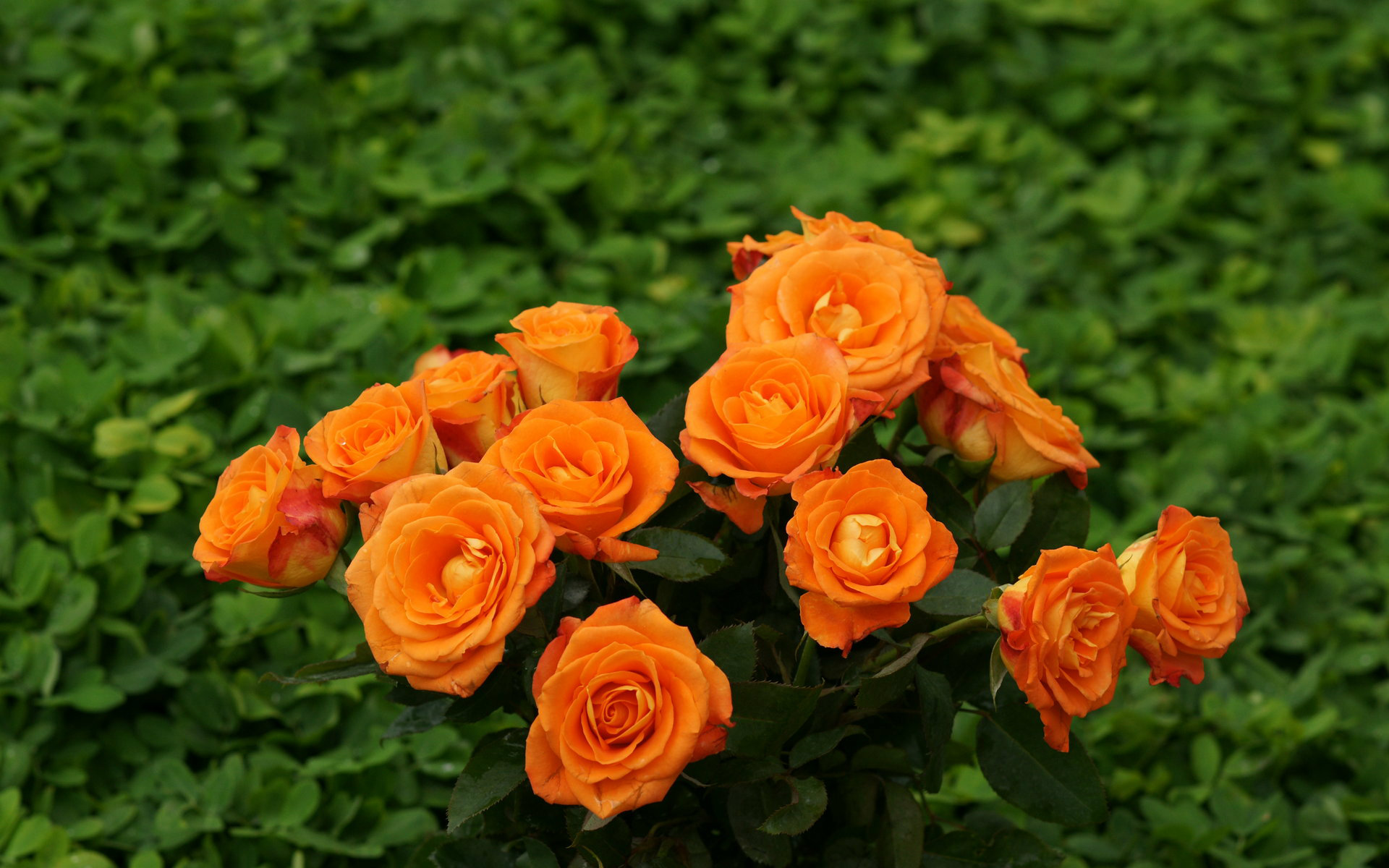 Orange Rose Wallpaper HD Pictures Flowers Most