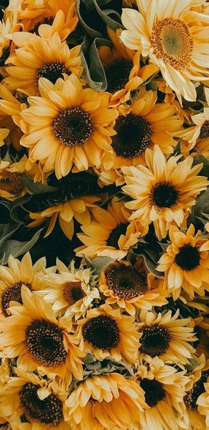 Unlock Your Creative Potential With A Vibrant Sunflower Wallpaper