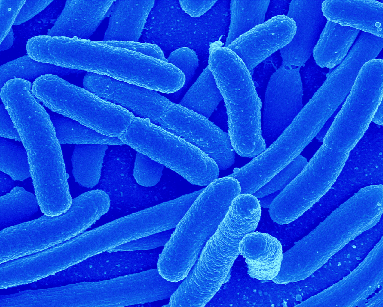 Bacteria Wallpaper