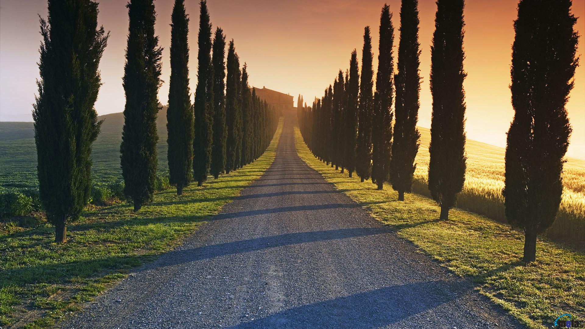 Wallpaper Cypress Trees Along The Road Tuscany Italy