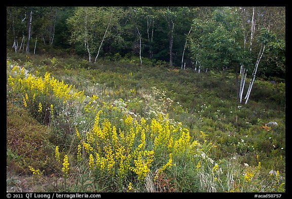 PicturePhoto Summer meadow with wildflowers at forest edge Acadia