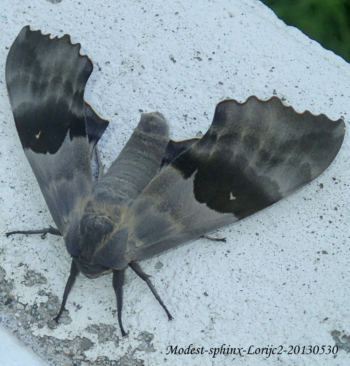 Giant Grey Sphinx Moth Wallpaper