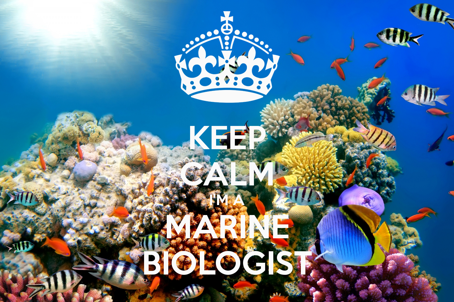 GALLERY Marine Biology Wallpaper
