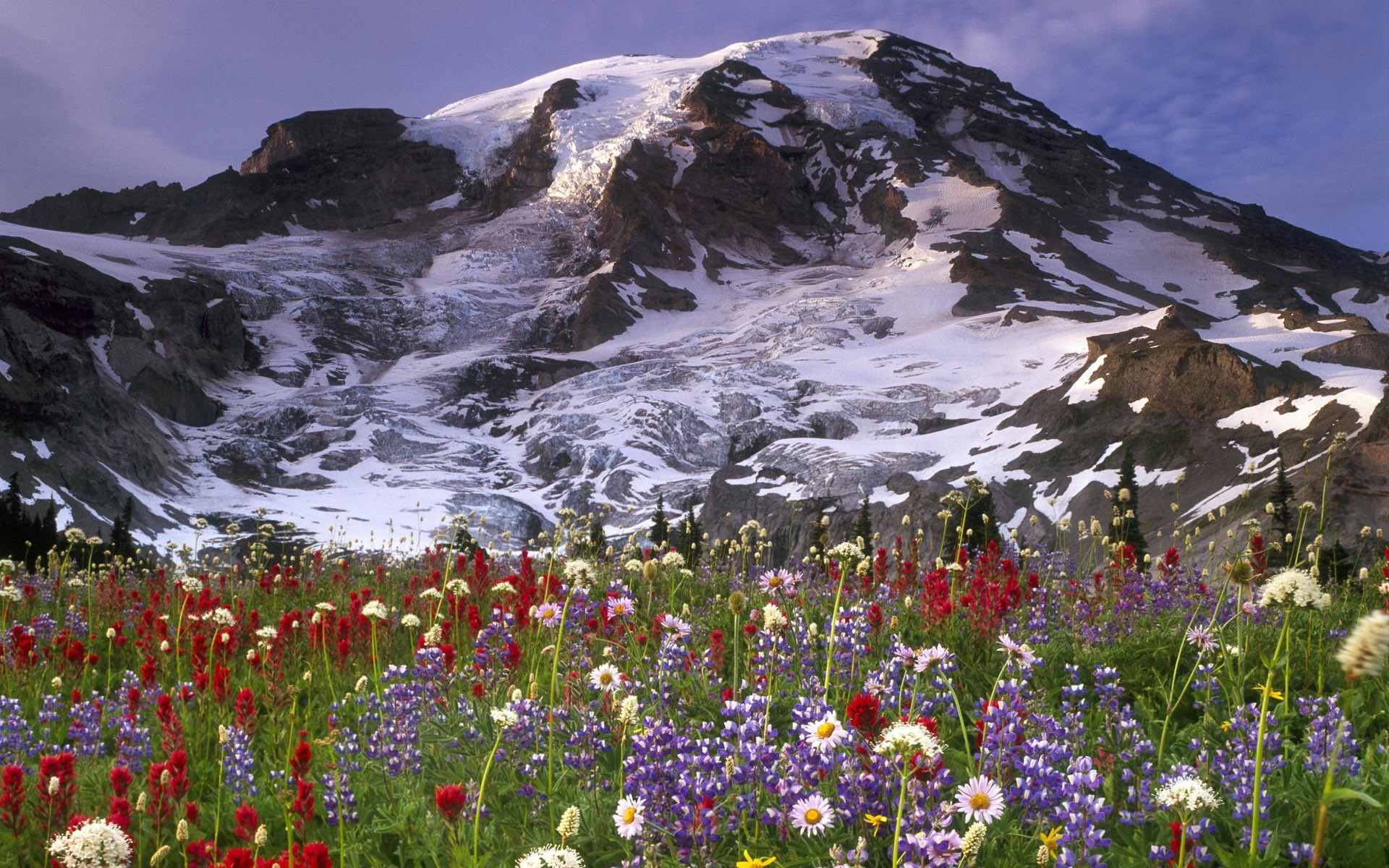 Wildflowers in the mountain meadow wallpaper