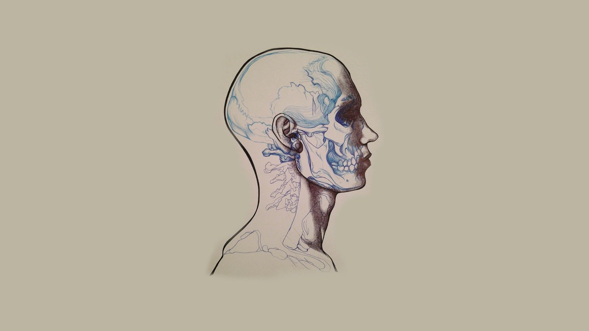 Anatomy Wallpaper