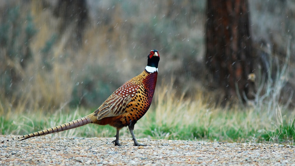 Male Pheasant HD Photo By Michael Hoyt Thephotohiker