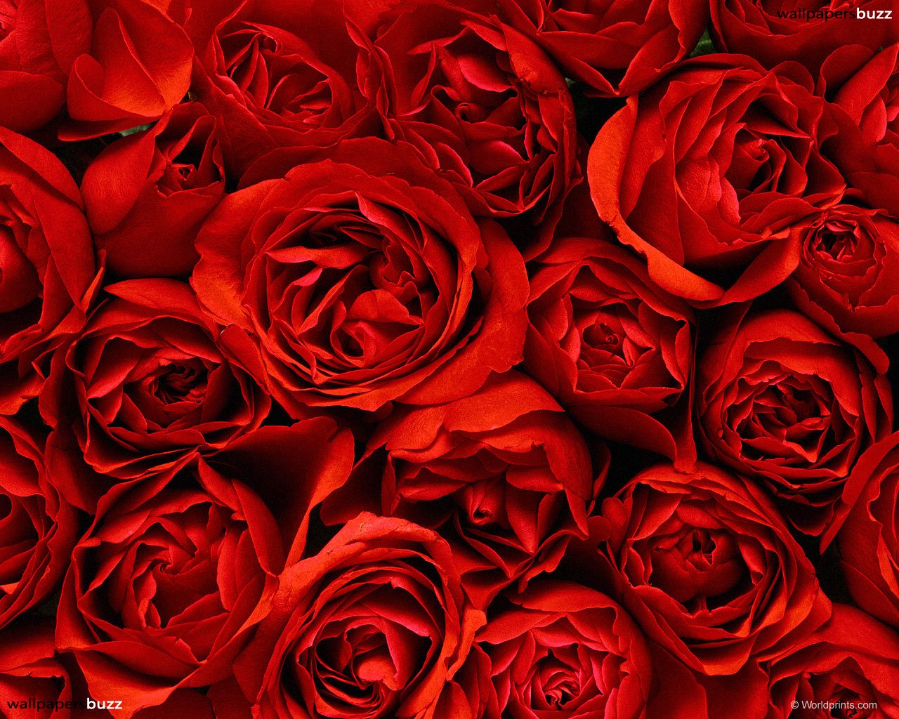Red Roses Background Wallpaper For Your
