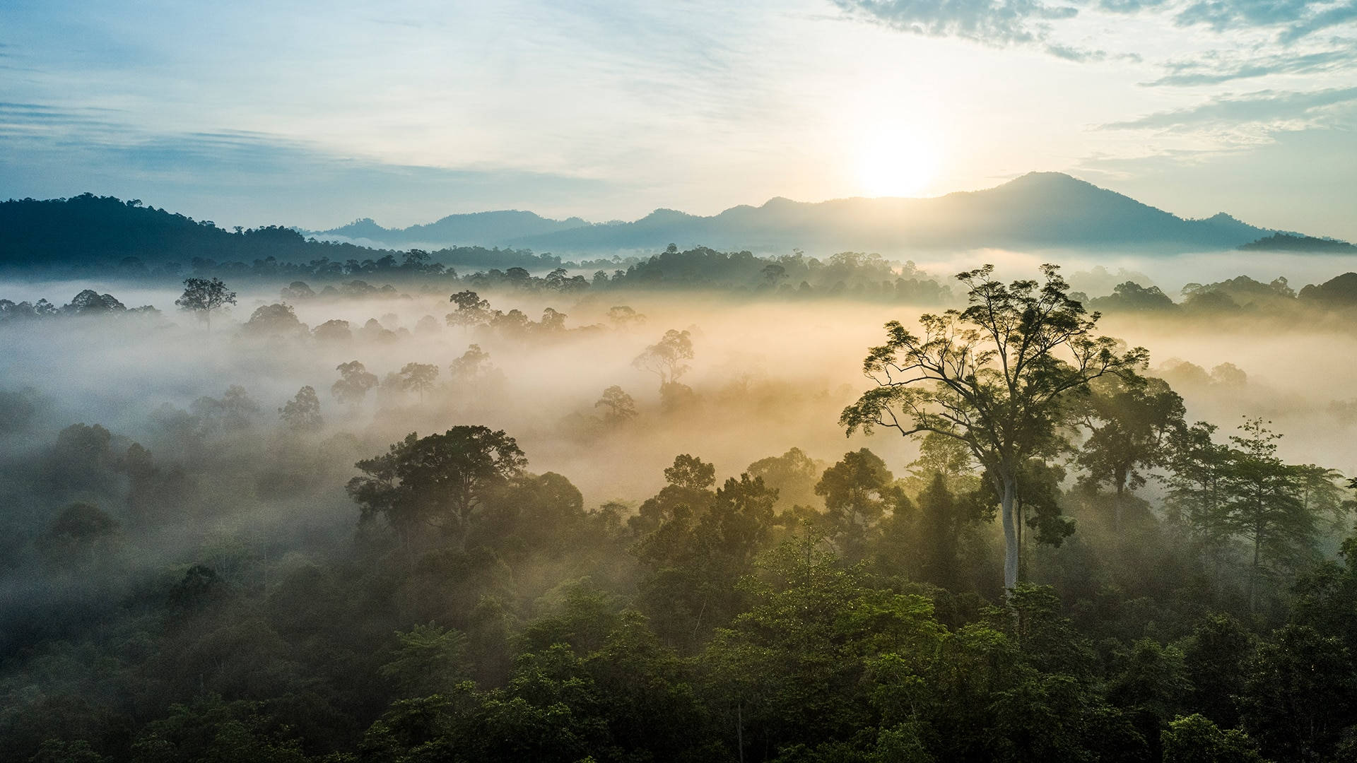 Old Borneo Rainforest Eke5wcbtqcccqm5z Wallpaper