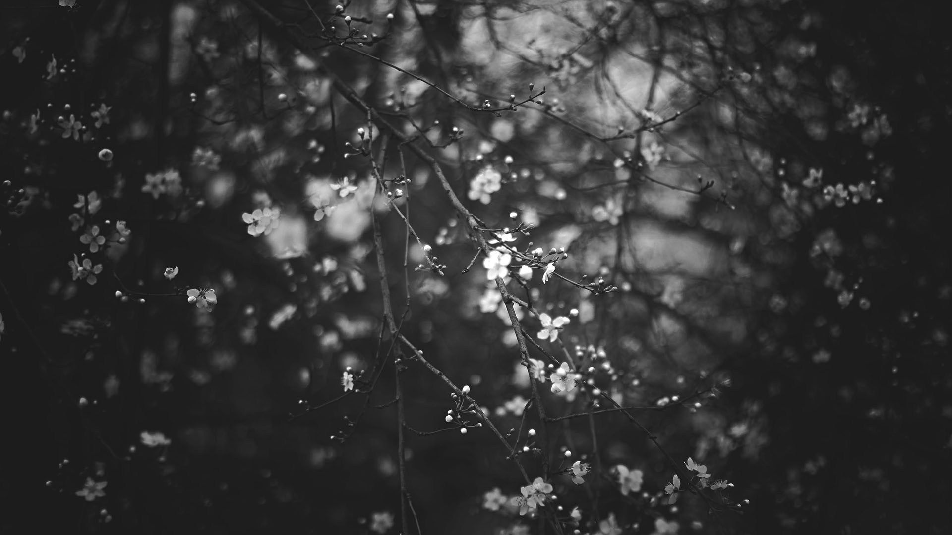 Aesthetic Black And White Laptop Wallpaper On