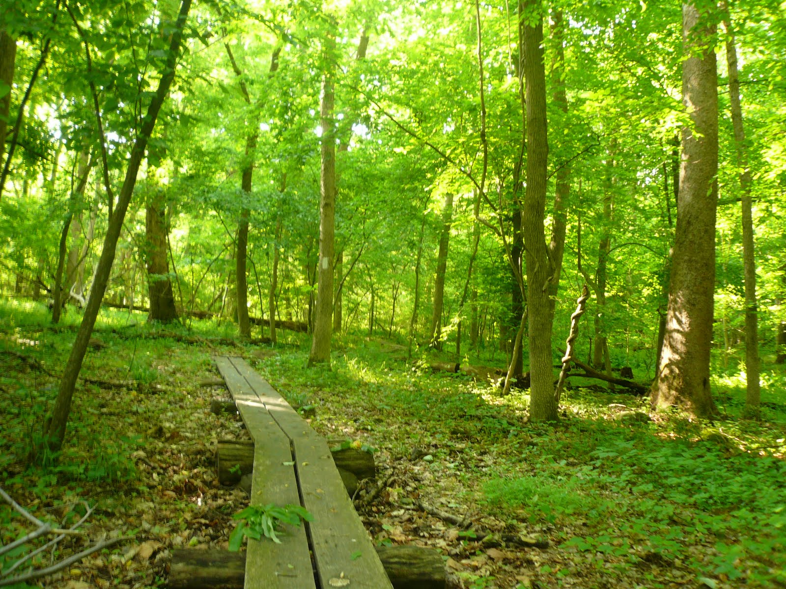 Free download Appalachian Trail Hiking Walking The Appalachian Trail