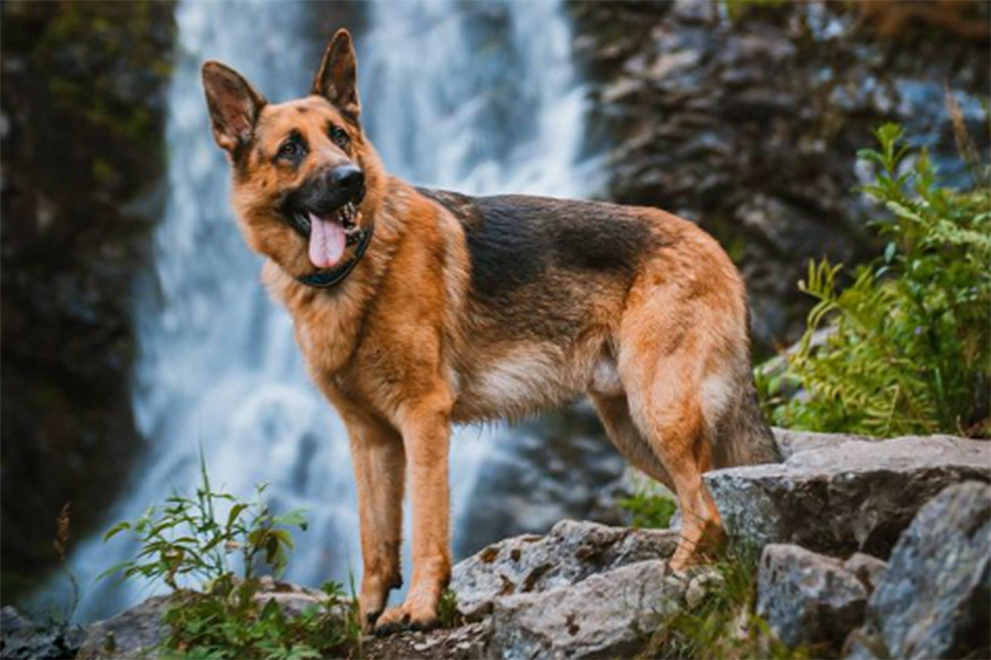 Free download 14 Adorable Pictures of German Shepherds To Brighten ...
