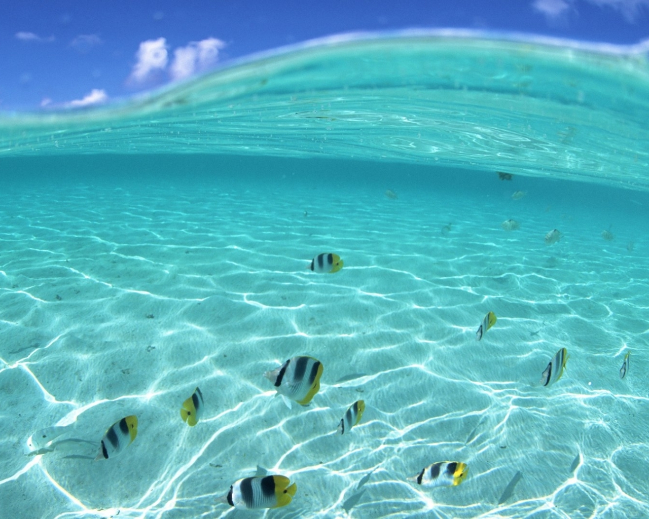 Hawaii Ocean Underwater Wallpaper In Nature With