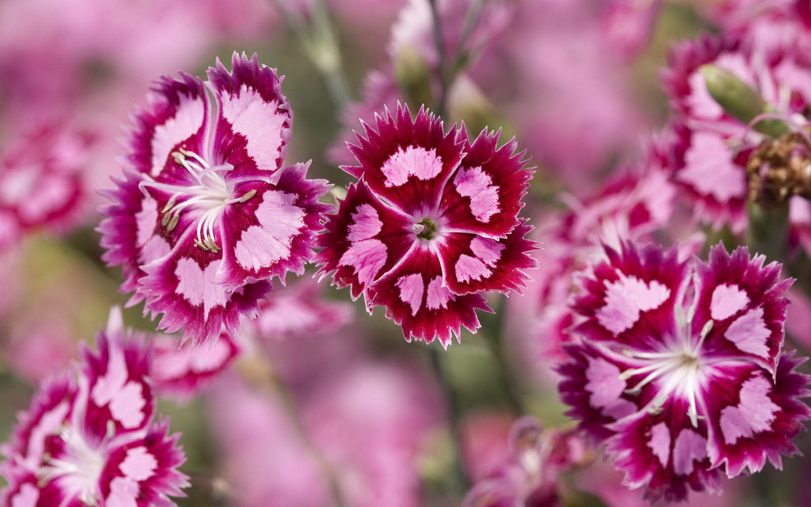 wallpapers Pink Flowers Wallpapers
