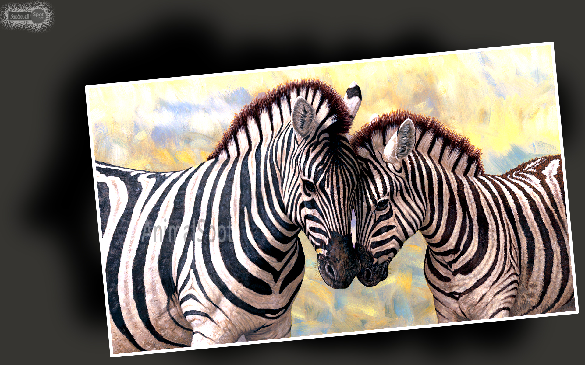 Zebra Wallpaper Animal Spot