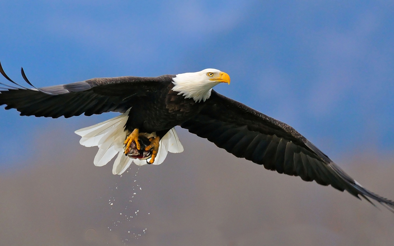 American Bald Eagle Flying HD Desktop Wallpaper