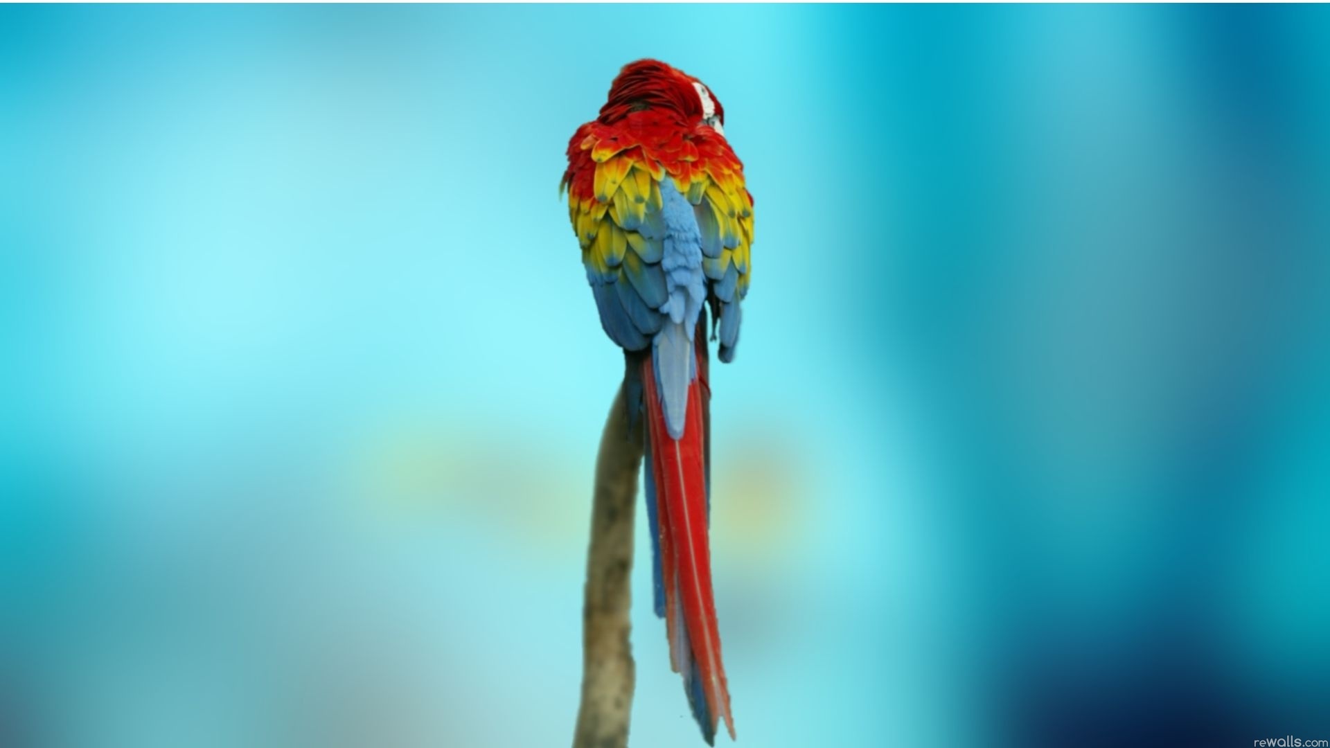 Desktop HD Love Birds Image 3d Colour Design