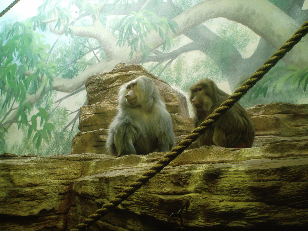 Monkeys Puter Wallpaper Desktop Background Id