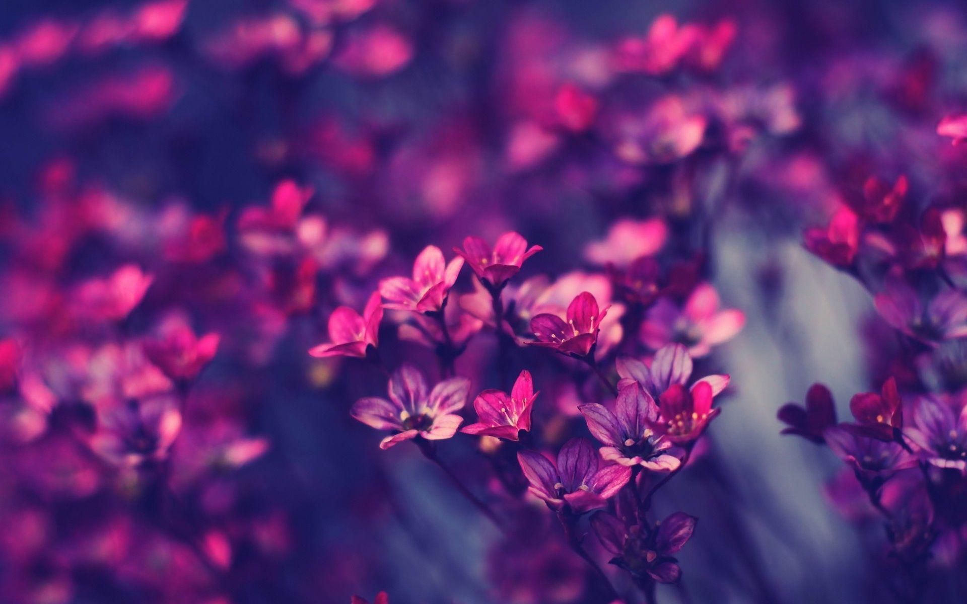 Purple Flower Desktop Wallpaper At Wallpaperbro
