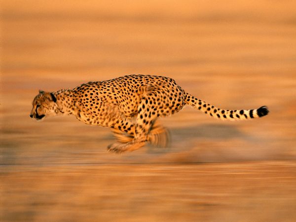 Animal Wallpapers Cheetah Running Wallpapers Running Cheetah 600x450