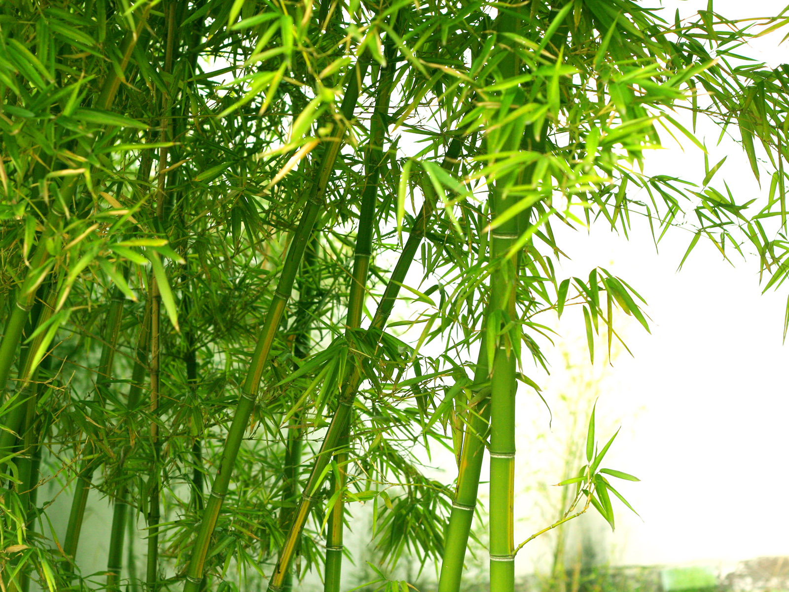 Bamboo Tree Wallpaper HD