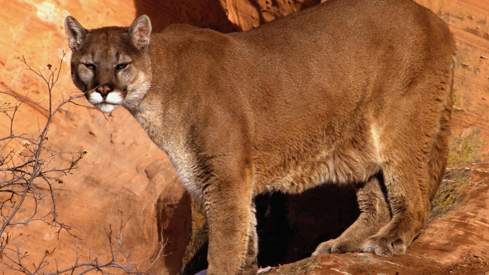 Mountain Lion Cougar HD Wallpaper High Definition