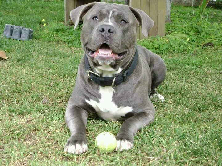Blue Nose Pitbull Once Upon A Time