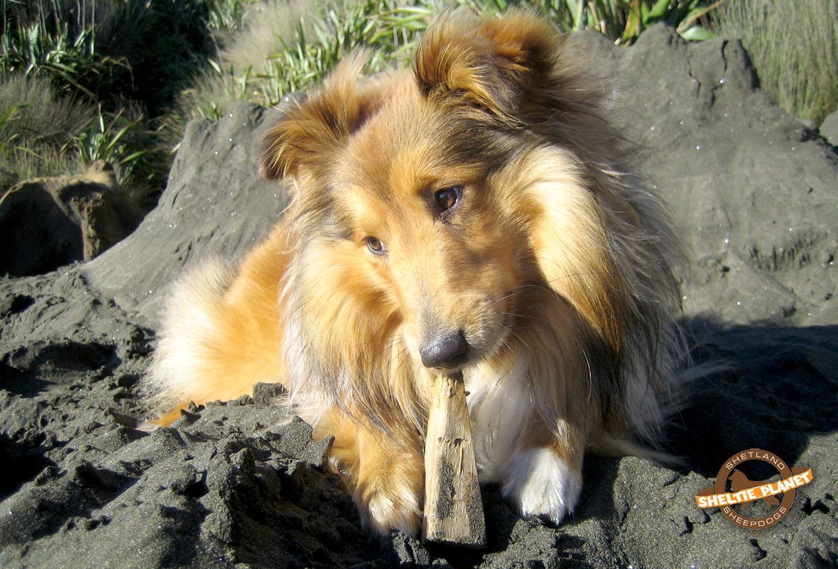 Sheltie Wallpaper