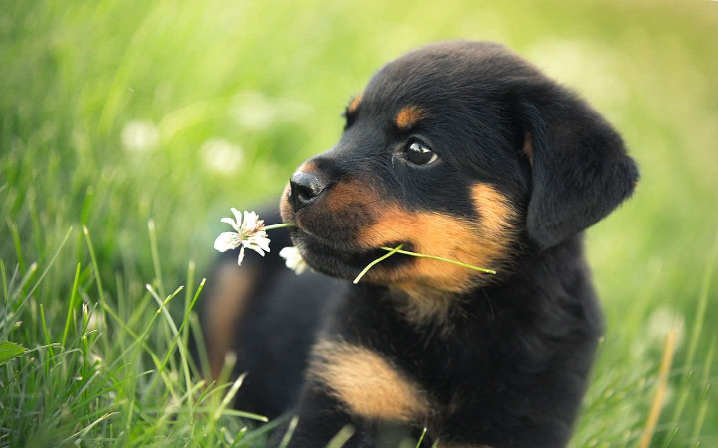 Adorable Puppy Wallpaper Awesome Rottweiler Wall Paper Cute