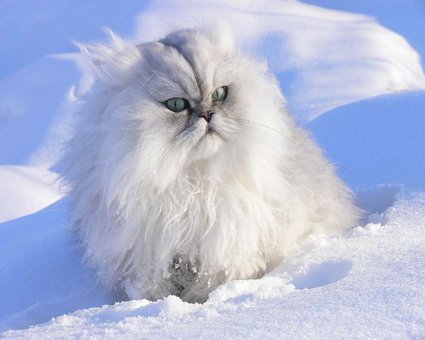 Mobile Wallpaper Animals Winter Cats Snow