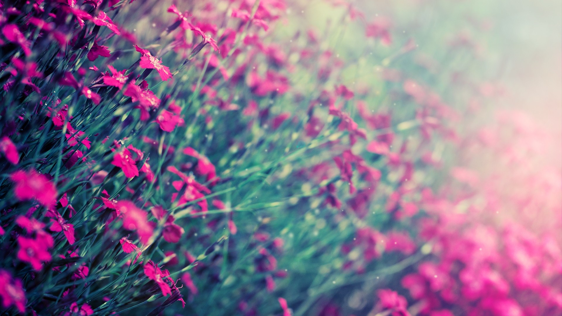 Close-up of vibrant pink Dianthus flowers, softly focused with a dreamy, ethereal glow. The delicate petals and green foliage create a beautiful, romantic backdrop