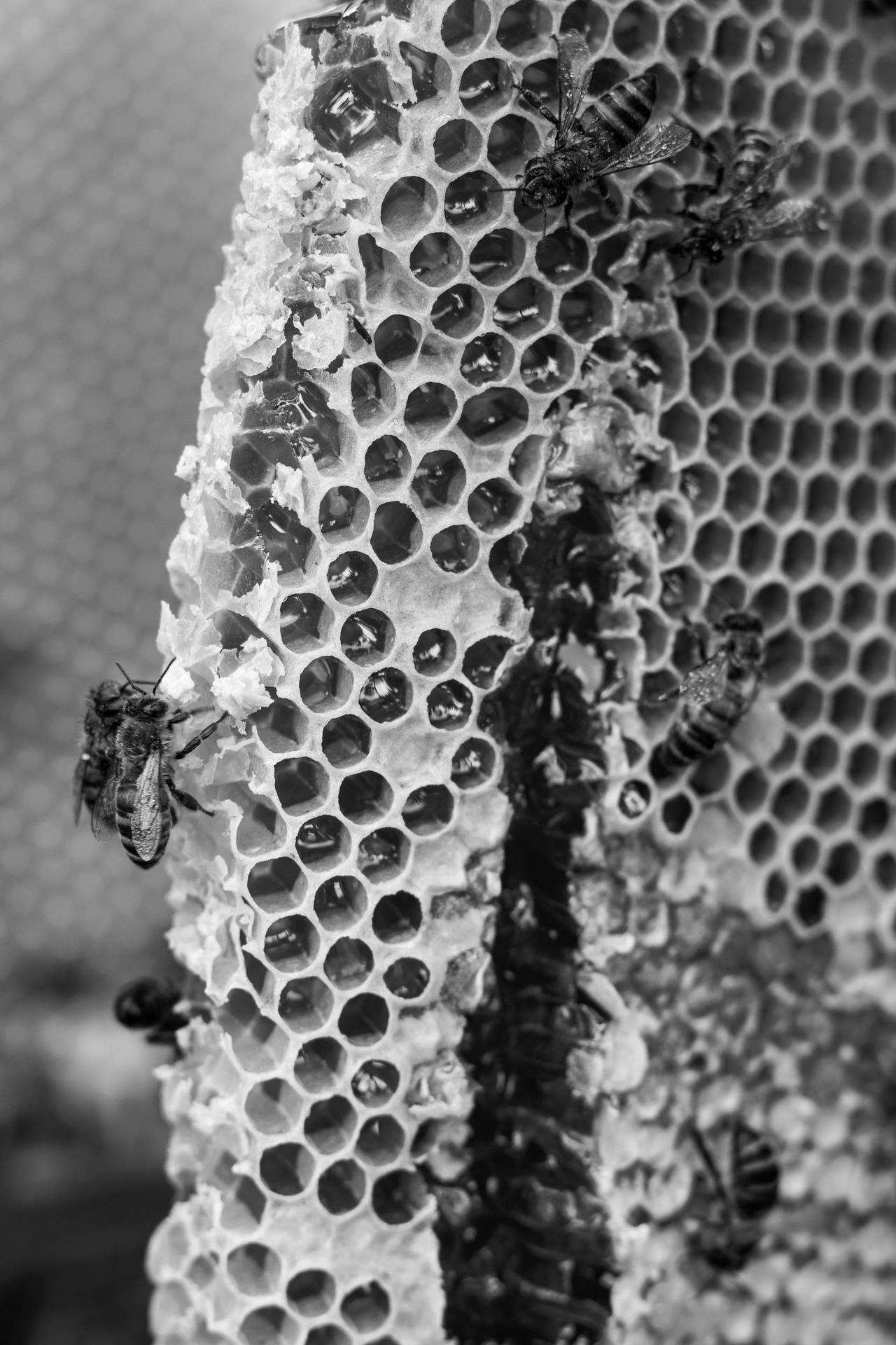 Honeycomb Background Wallpaper