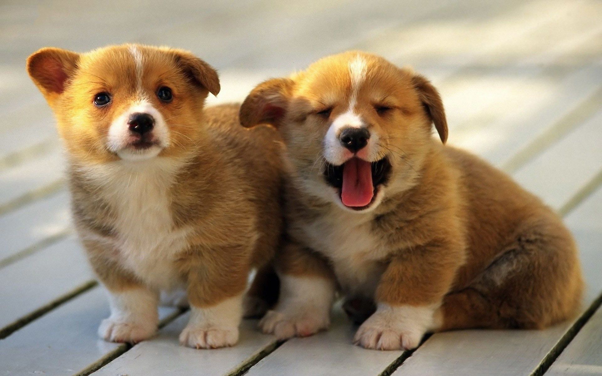 Adorable Fat Animals Corgi Puppies Wallpaper Pictures Photos