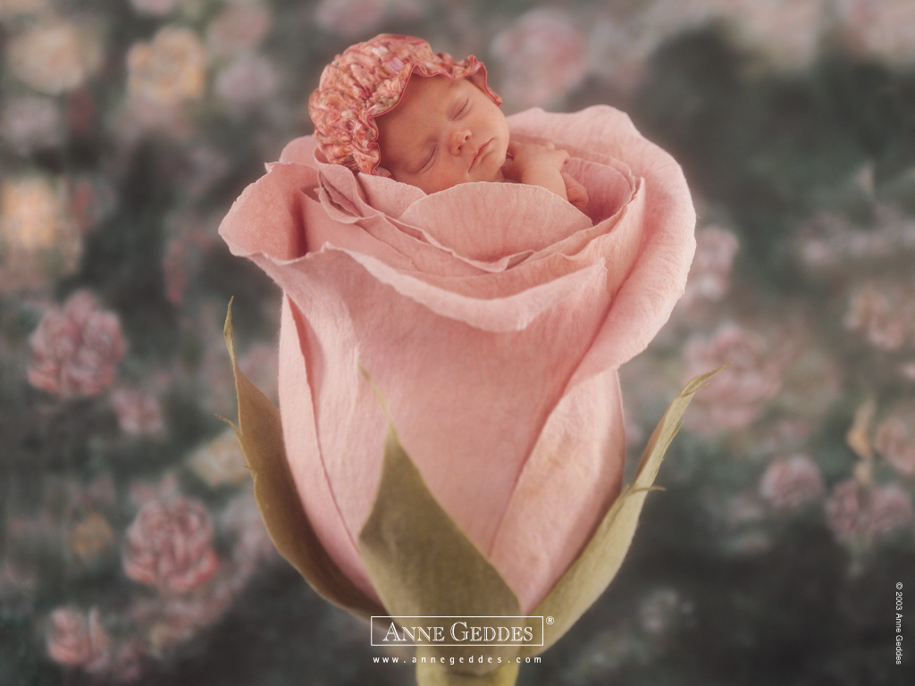 Free Download Anne Geddes Wallpapers Prints Posters 1024x768 For Your Desktop Mobile Tablet Explore 77 Anne Geddes Wallpaper Anne Geddes Christmas Babies Wallpaper Anne Geddes Baby Wallpaper Anne Geddes Christmas Wallpaper