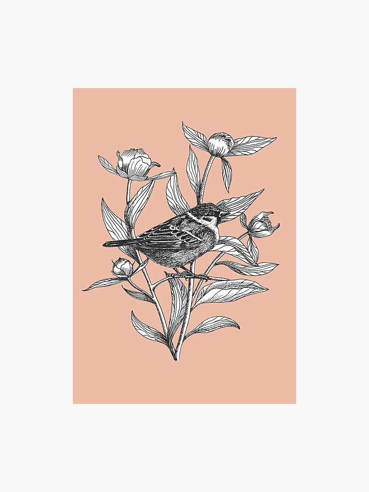 Ink Sparrow And Peonies On Terracotta Background Photographic