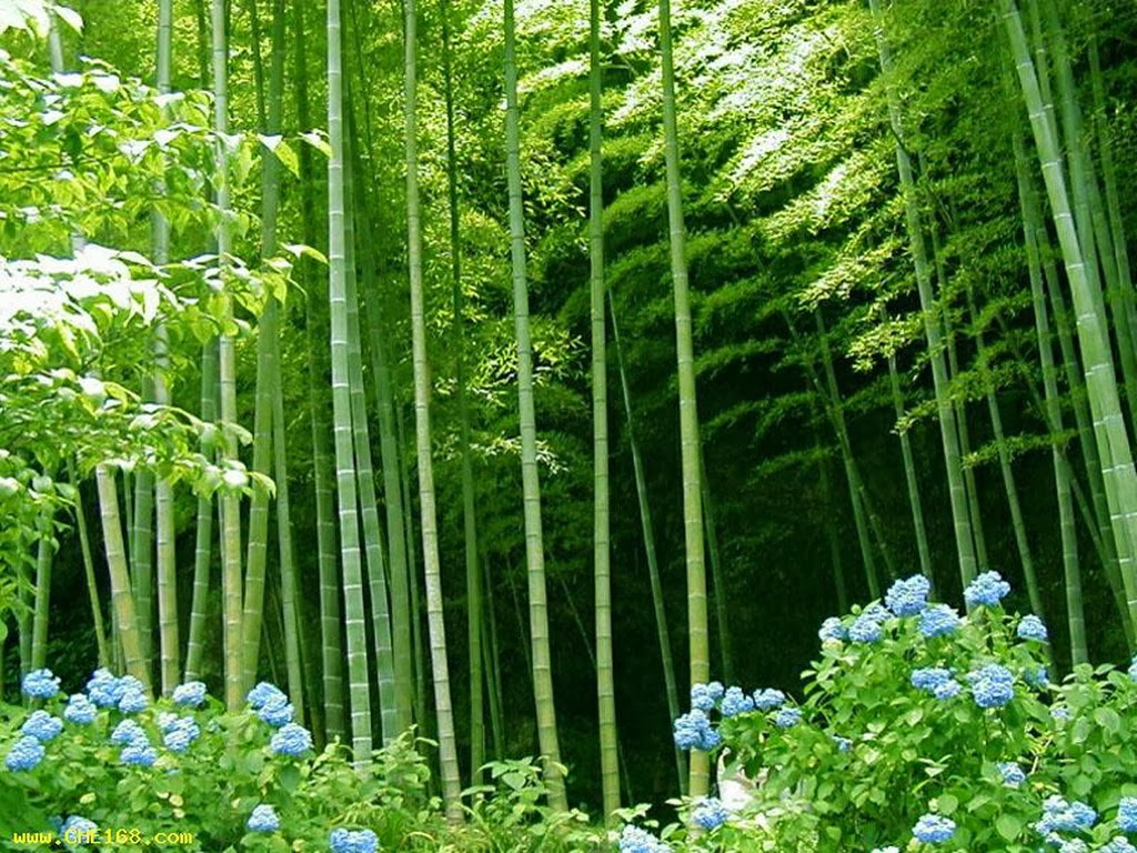 All New Wallpaper Bamboo Forest HD Desktop
