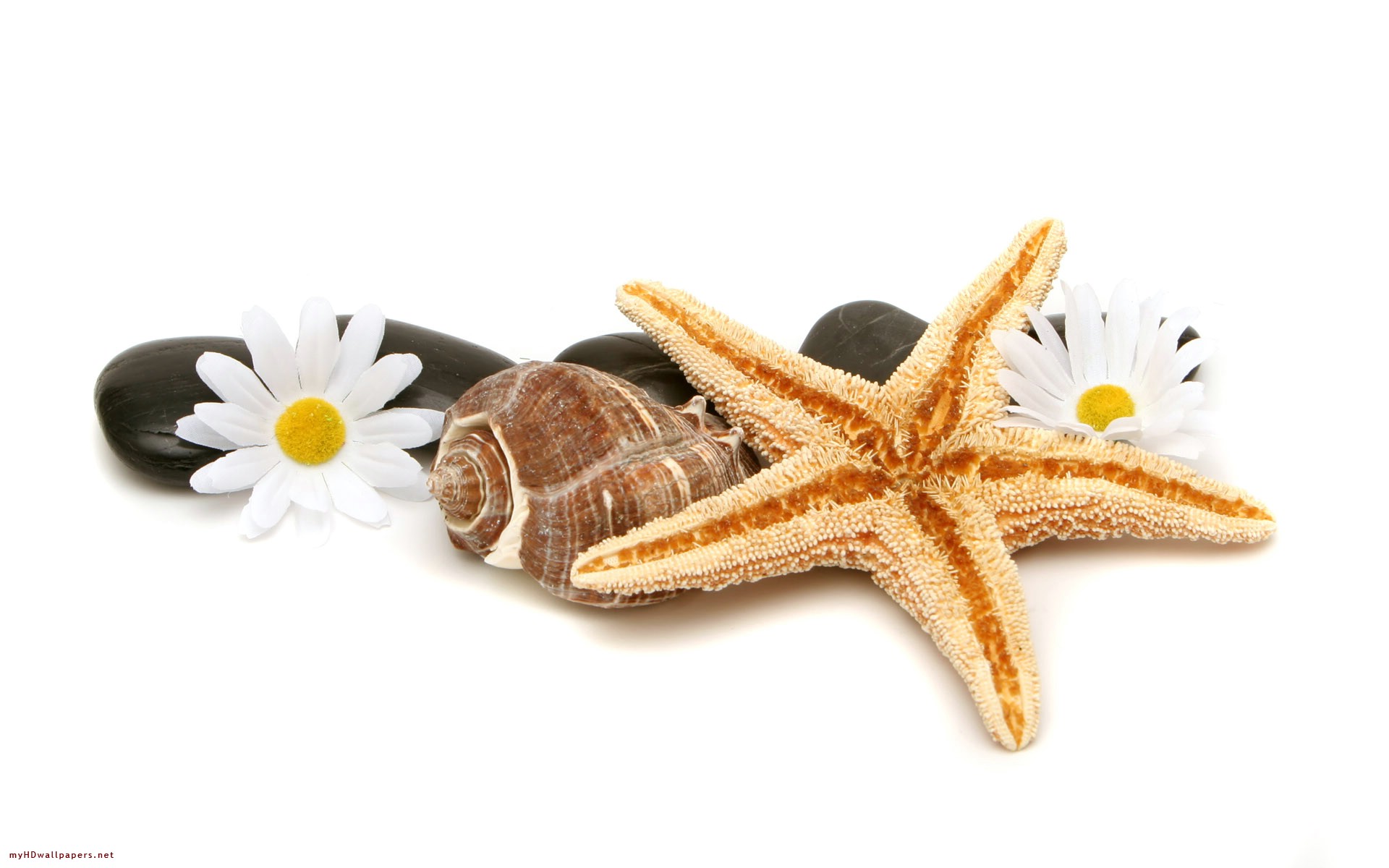 Seashell Spa Treatment Desktop Wallpaper HD