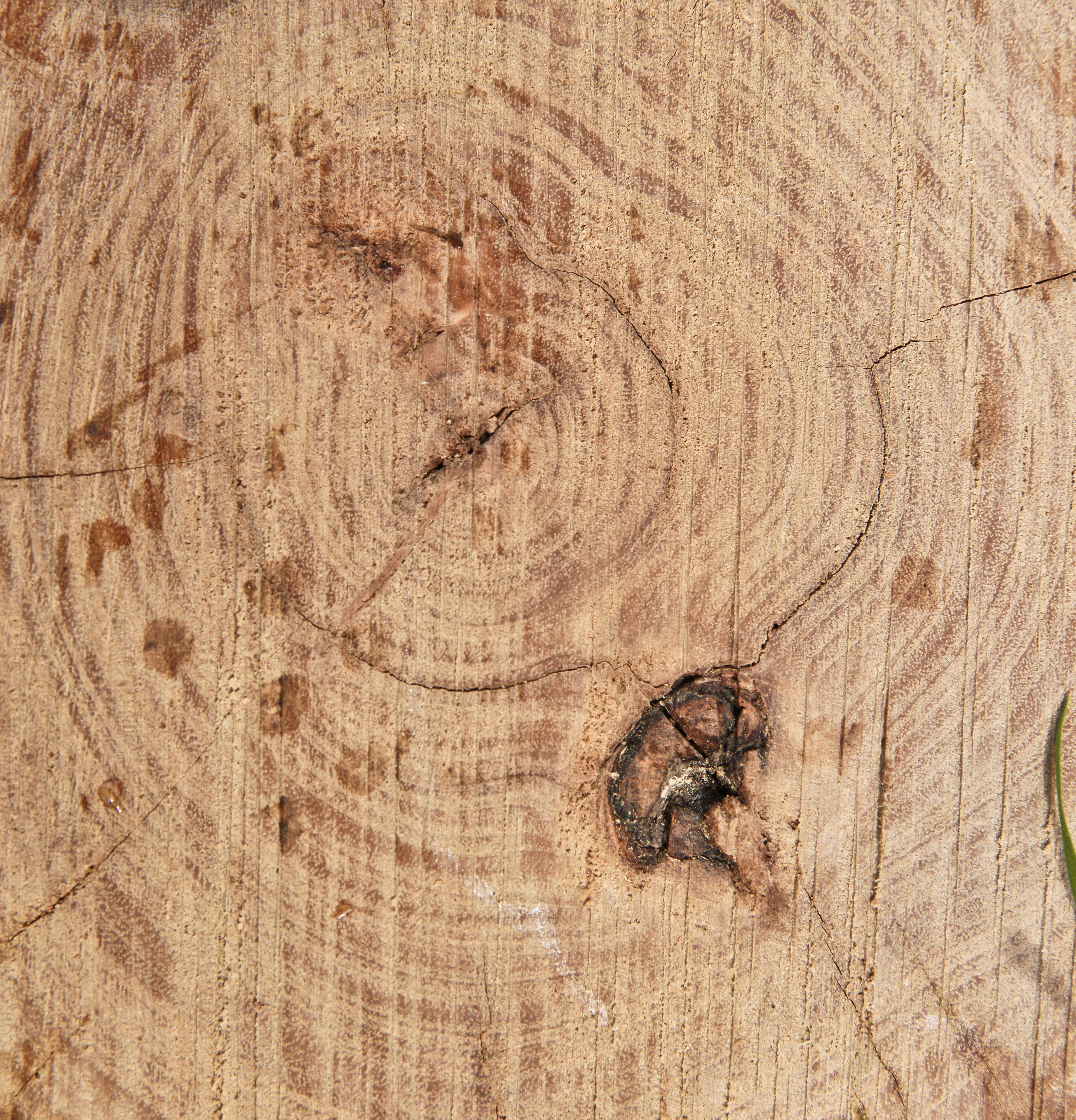 cut log tree rings wood background wooden texture wood texture cut log 3845x4000