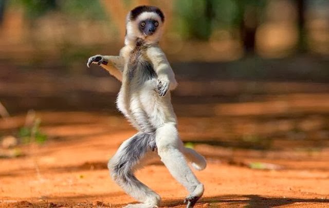 Free download Cute Funny Animalz Funny Animals With Dancing Images And  Wallpapers [640x405] for your Desktop, Mobile & Tablet | Explore 45+ Cute  Dance Wallpaper | Cool Dance Backgrounds, Modern Dance Wallpaper, Dance  Wallpapers