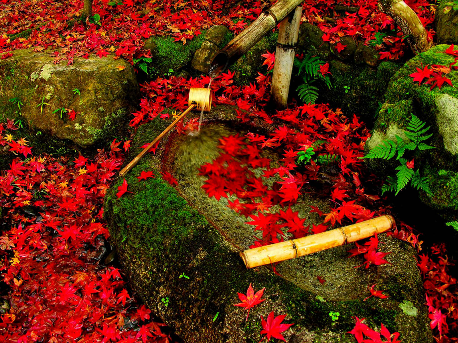 Red Leaves Beautiful Fall Landscapes HD Wallpapers HQ Wallpapers