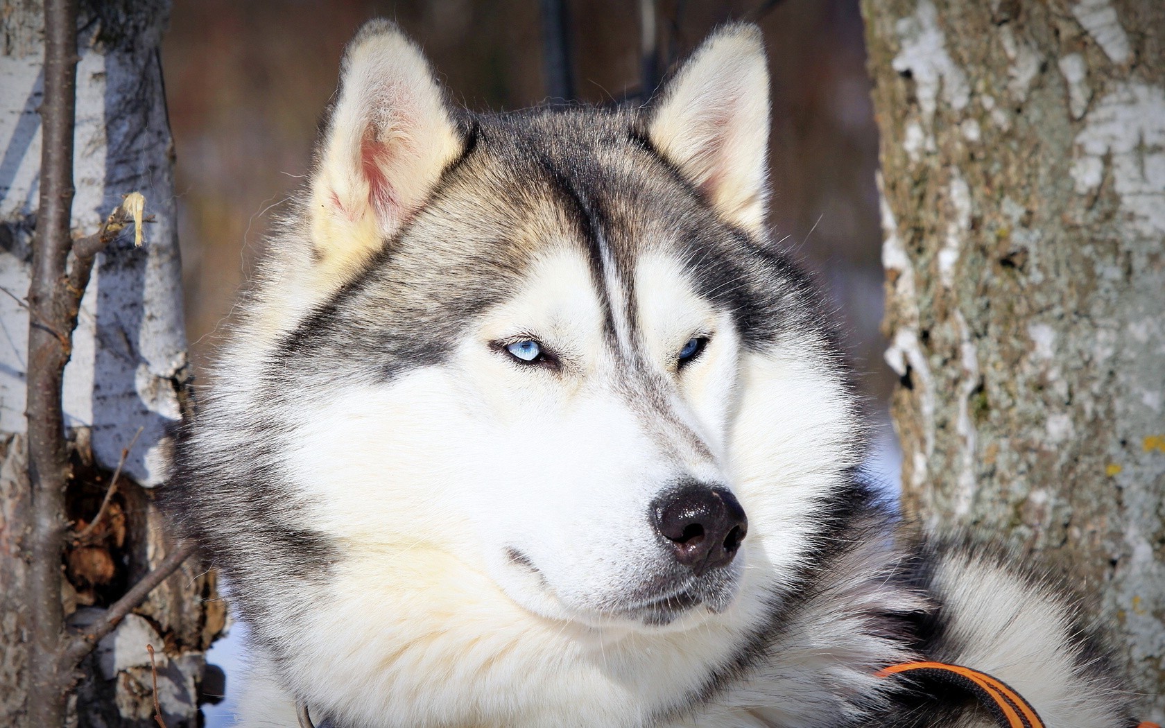 Animals Dog Alaskan Malamute Wallpaper HD Desktop And