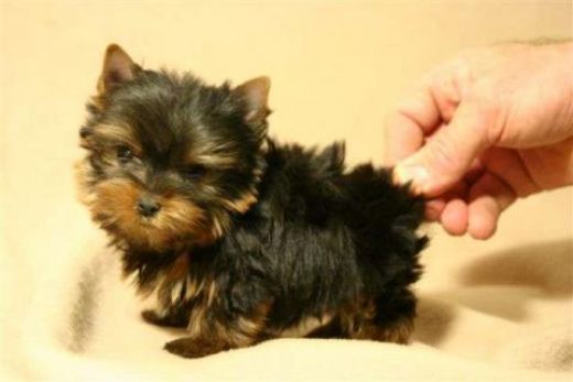 Teacup Yorkshire Terrier For
