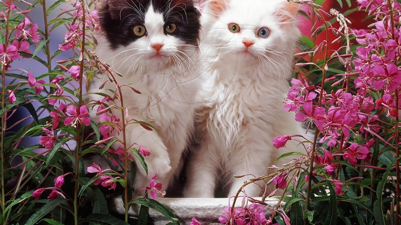 Spring Kittens Wallpaper And Background Image Id