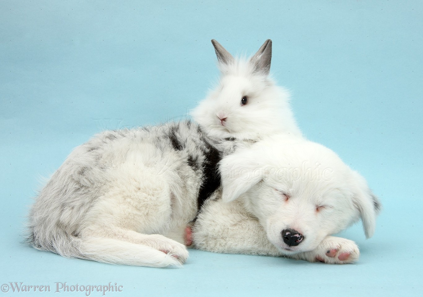 Sleepy Border Collie pup and rabbit on blue background
