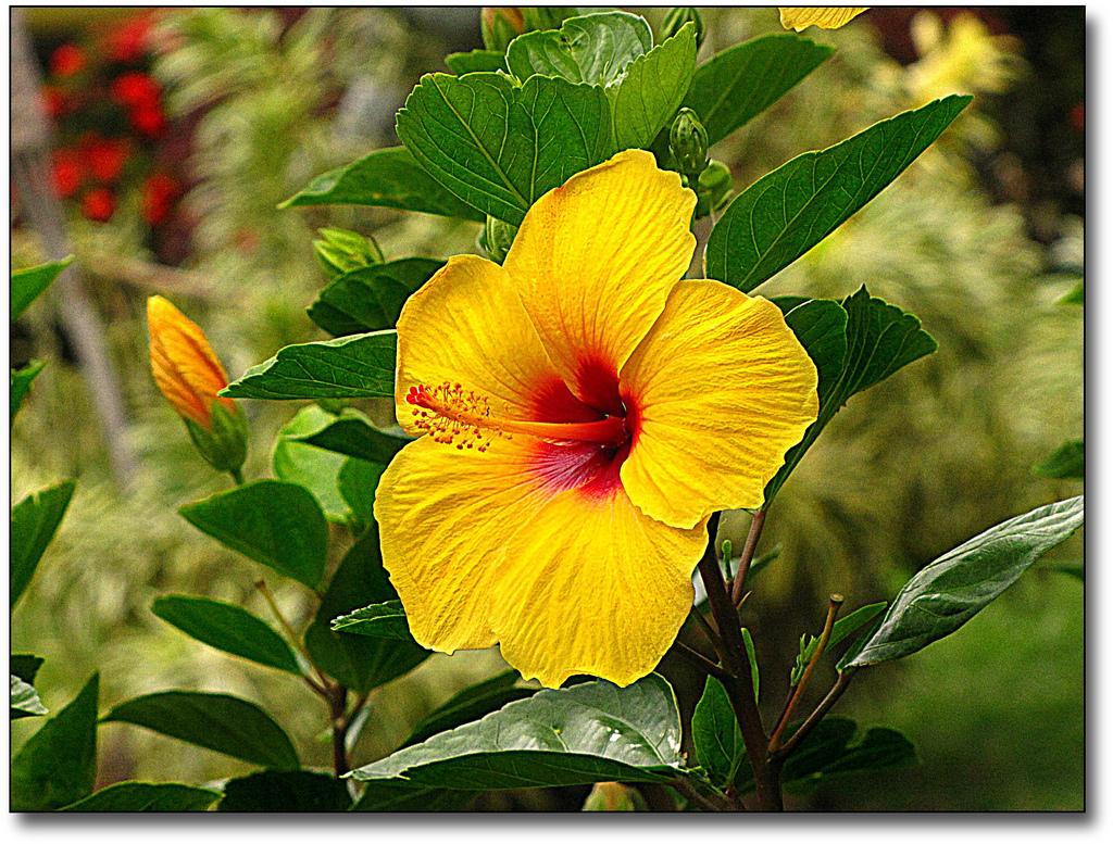 Hawaiian Flowers Names Cute Wallpaper