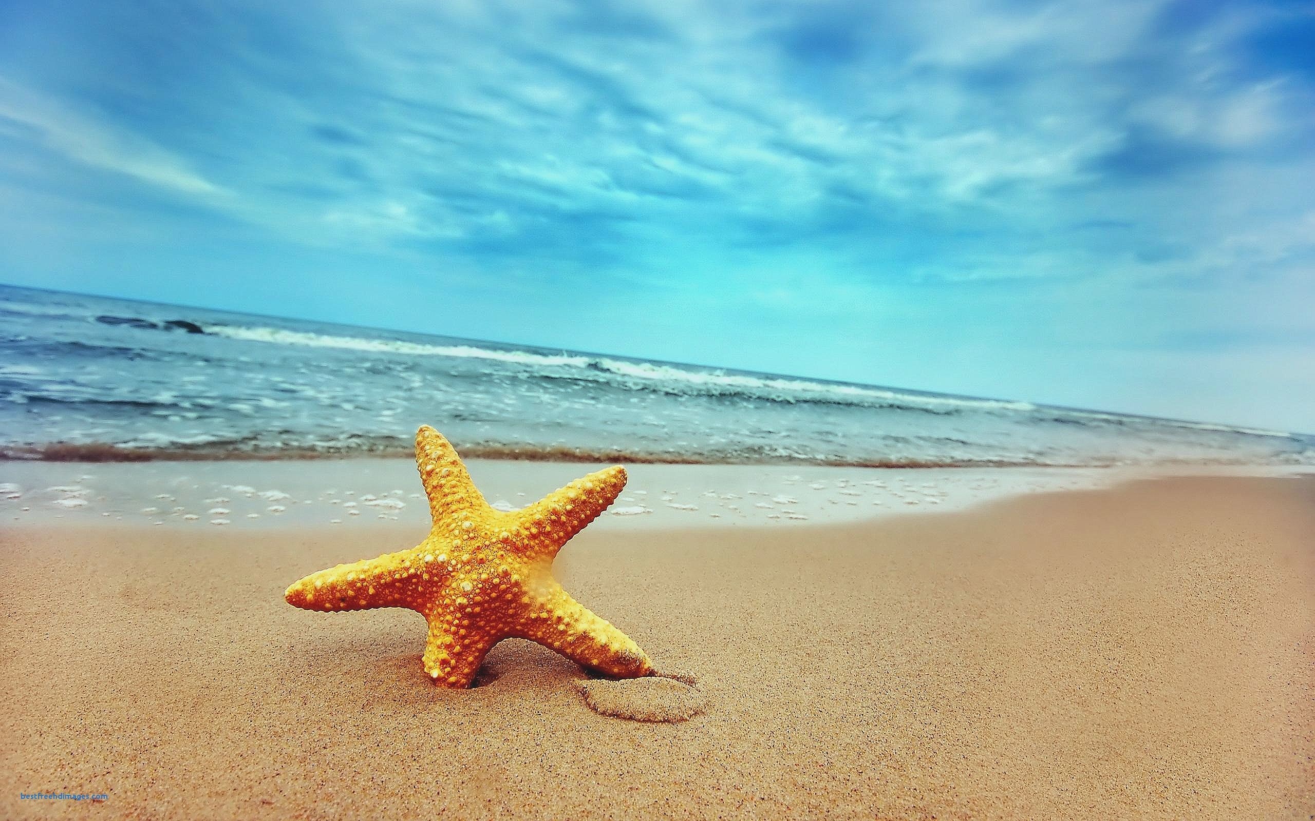 A lone starfish rests on a sandy beach, with gentle waves lapping at the shore and a vibrant blue sky overhead