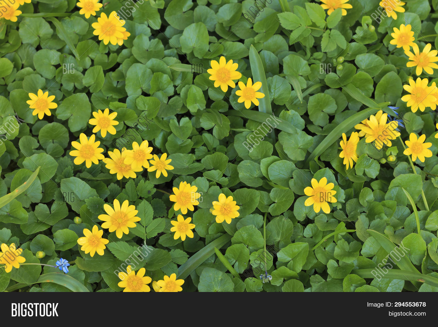 Free Download Green Field Spring Image Photo Free Trial Bigstock